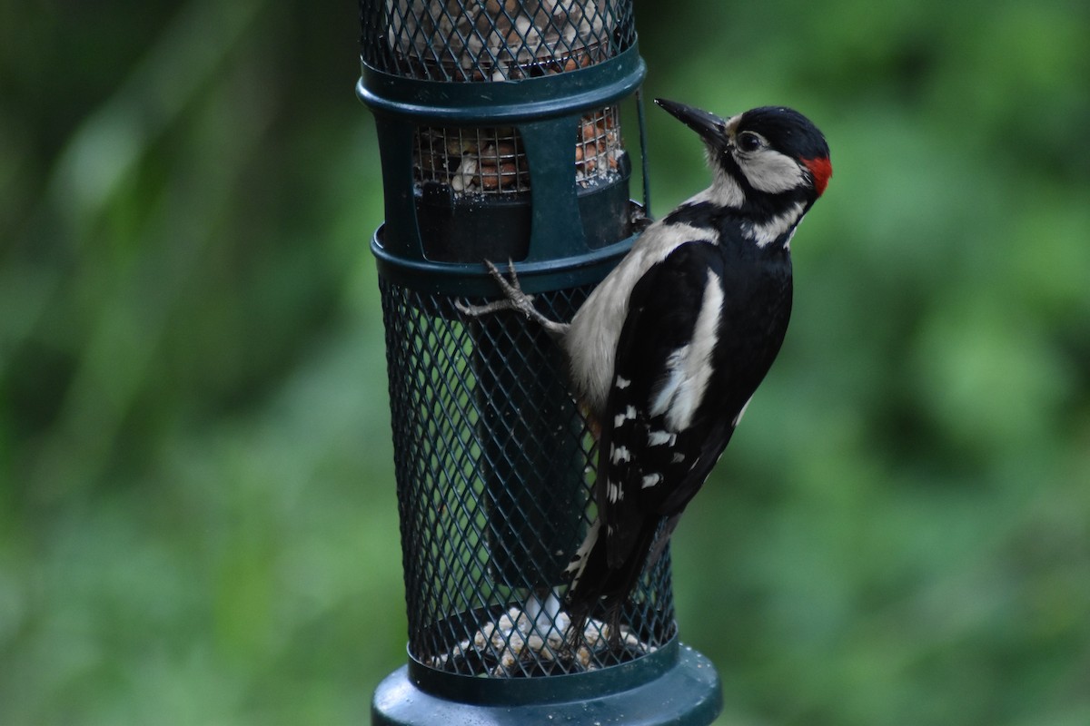 Great Spotted Woodpecker - ML619857098