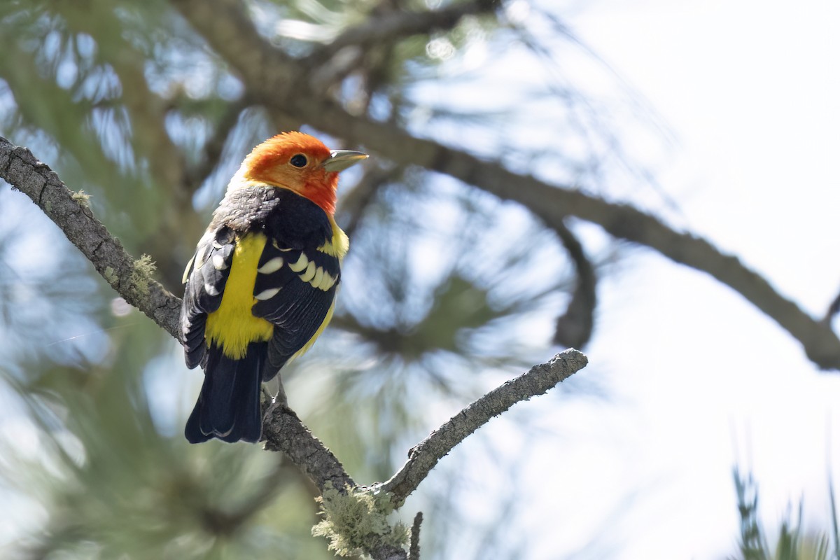 Western Tanager - ML619857103