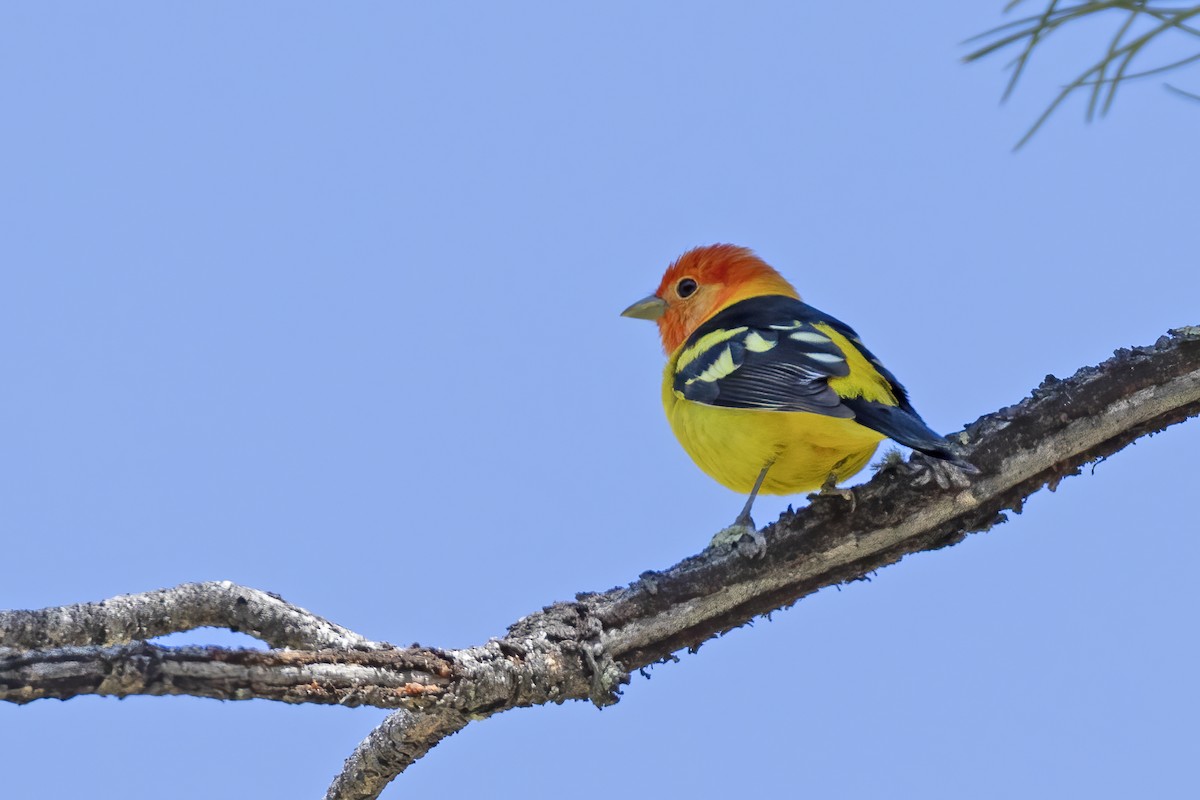 Western Tanager - ML619857104