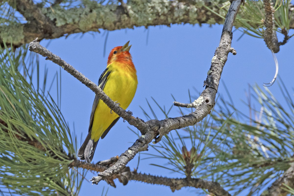 Western Tanager - ML619857105