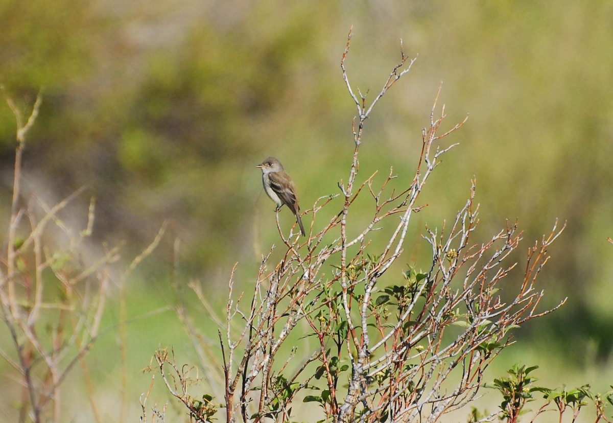 Willow Flycatcher - ML619857107