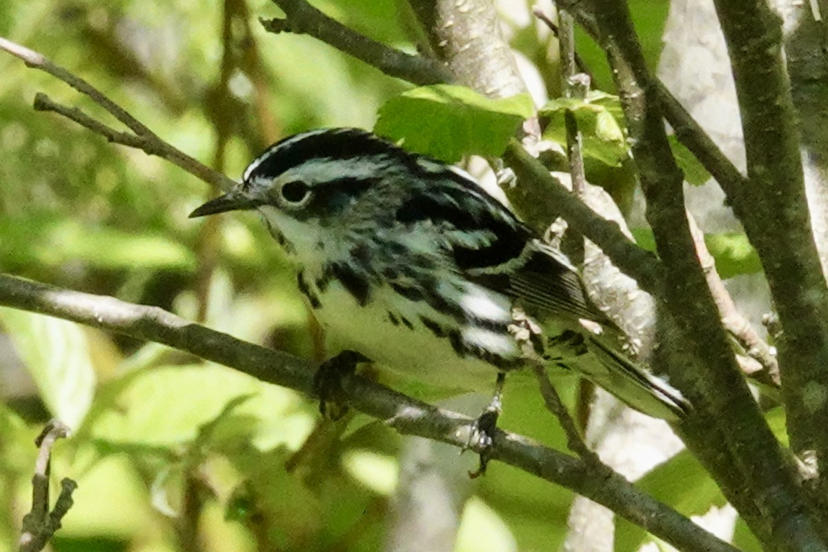 Black-and-white Warbler - ML619857117