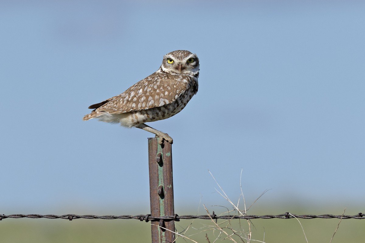 Burrowing Owl - ML619857119