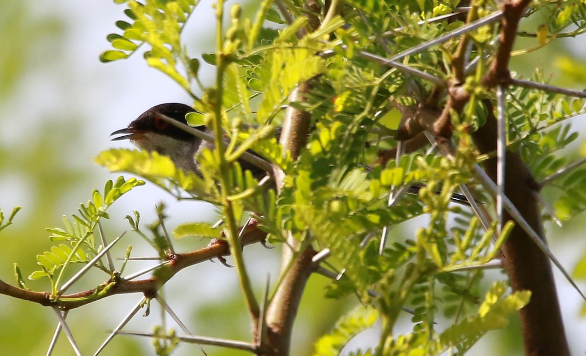 Sardinian Warbler - ML619857135