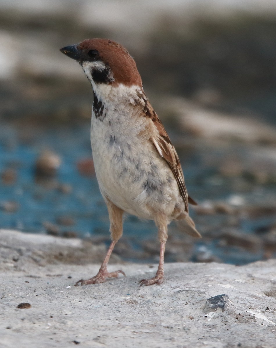 Eurasian Tree Sparrow - ML619857146