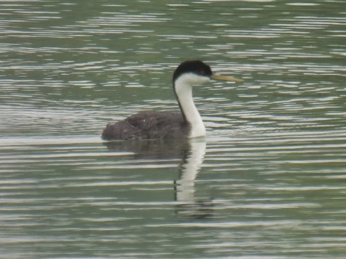 Western Grebe - ML619857156