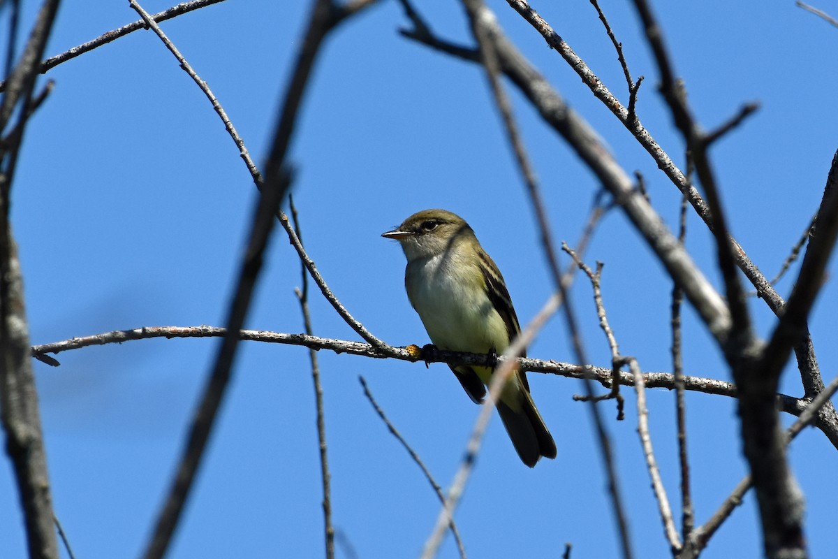 Alder Flycatcher - ML619857160