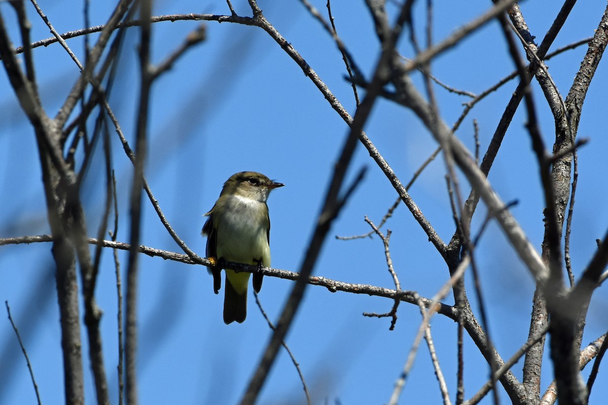 Alder Flycatcher - ML619857161