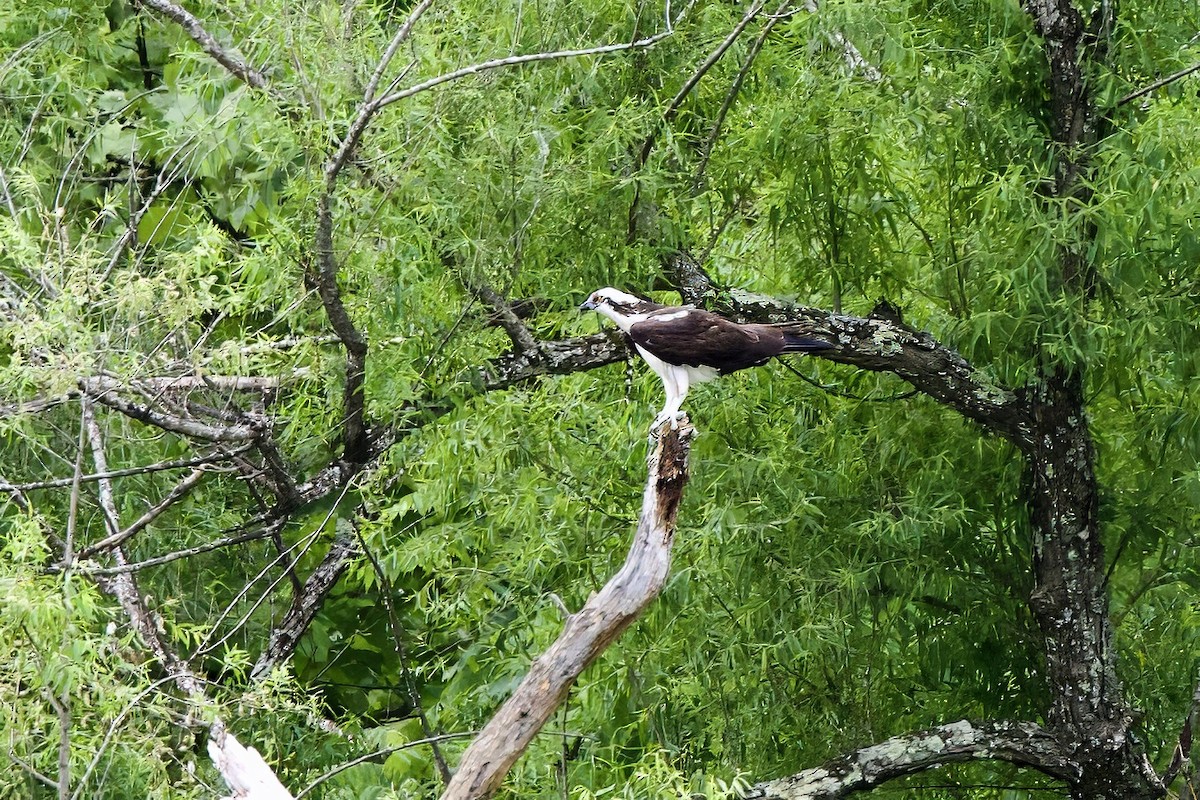 Falco pescatore - ML619857192
