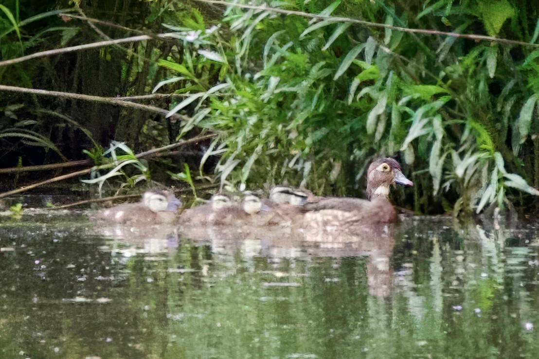 Anatra sposa - ML619857194