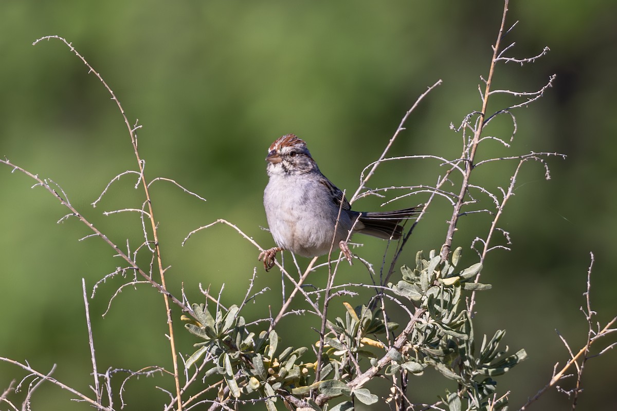 Rufous-winged Sparrow - ML619857198
