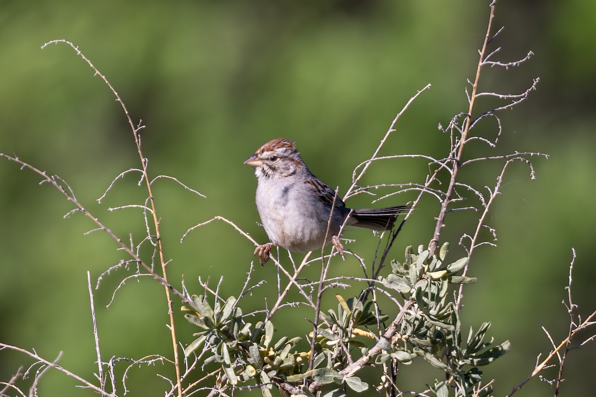 Rufous-winged Sparrow - ML619857199