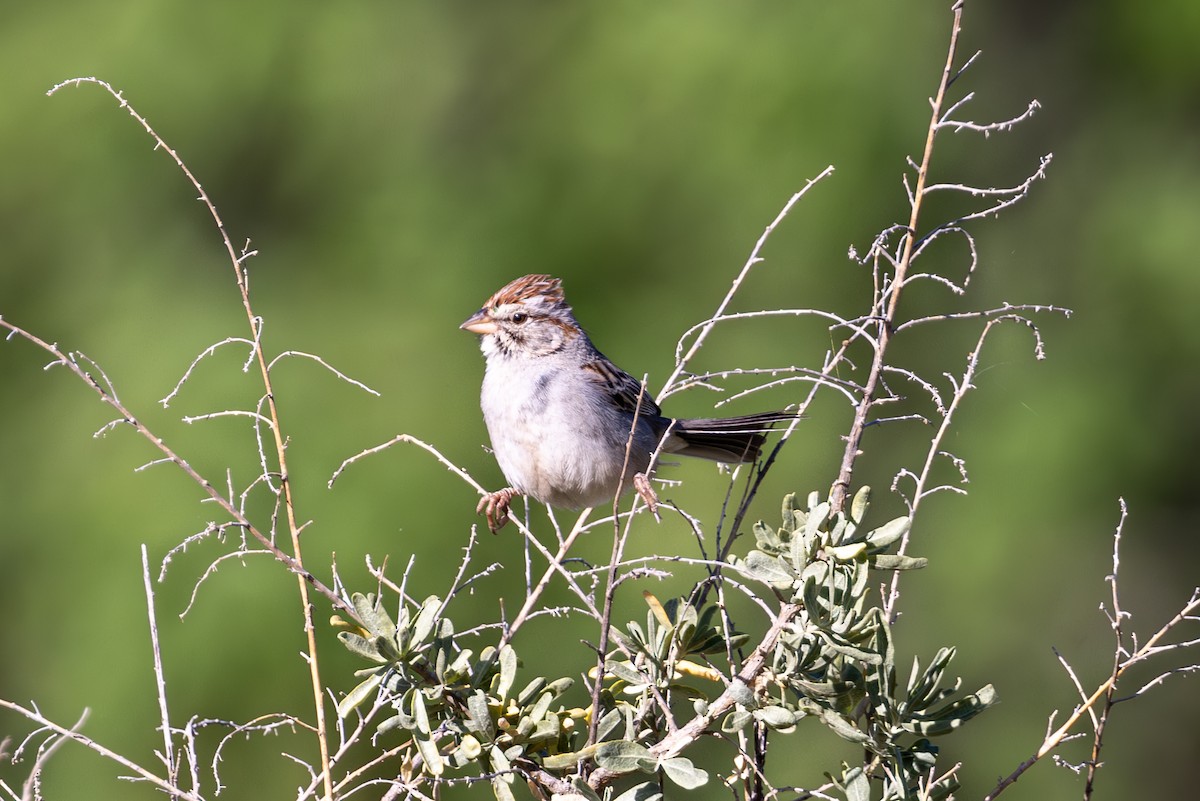 Rufous-winged Sparrow - ML619857200