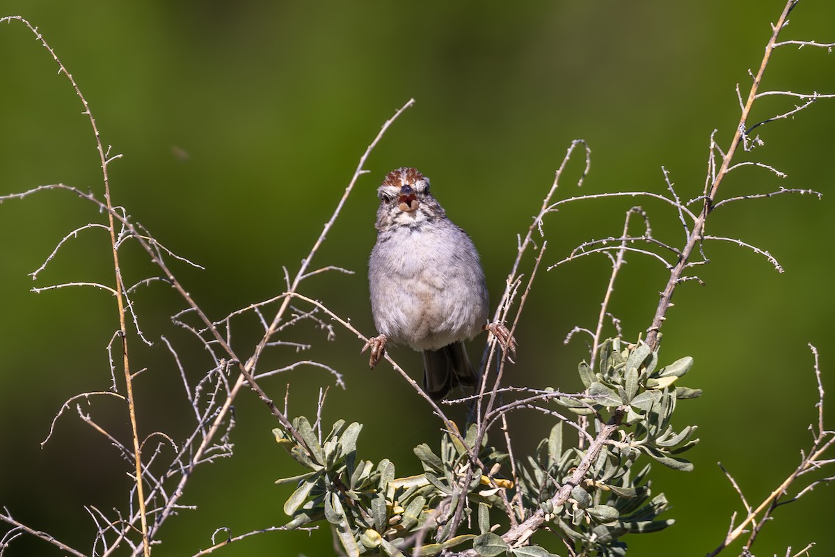 Rufous-winged Sparrow - ML619857201