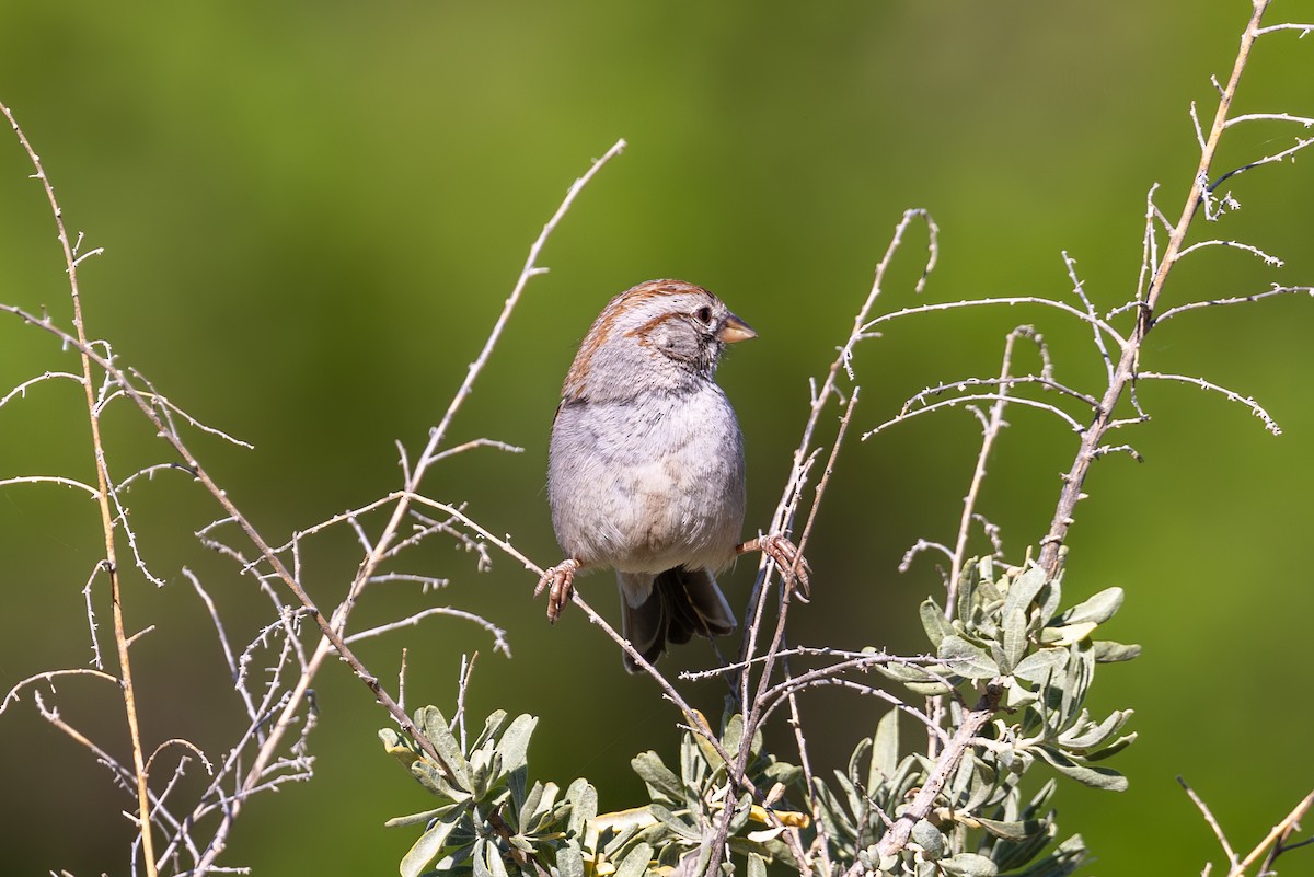 Rufous-winged Sparrow - ML619857202