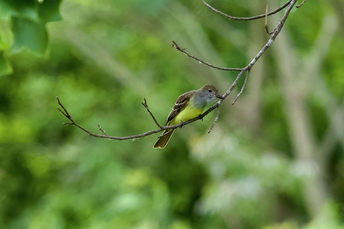 Great Crested Flycatcher - ML619857205