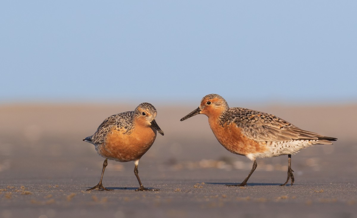 Red Knot - ML619857209