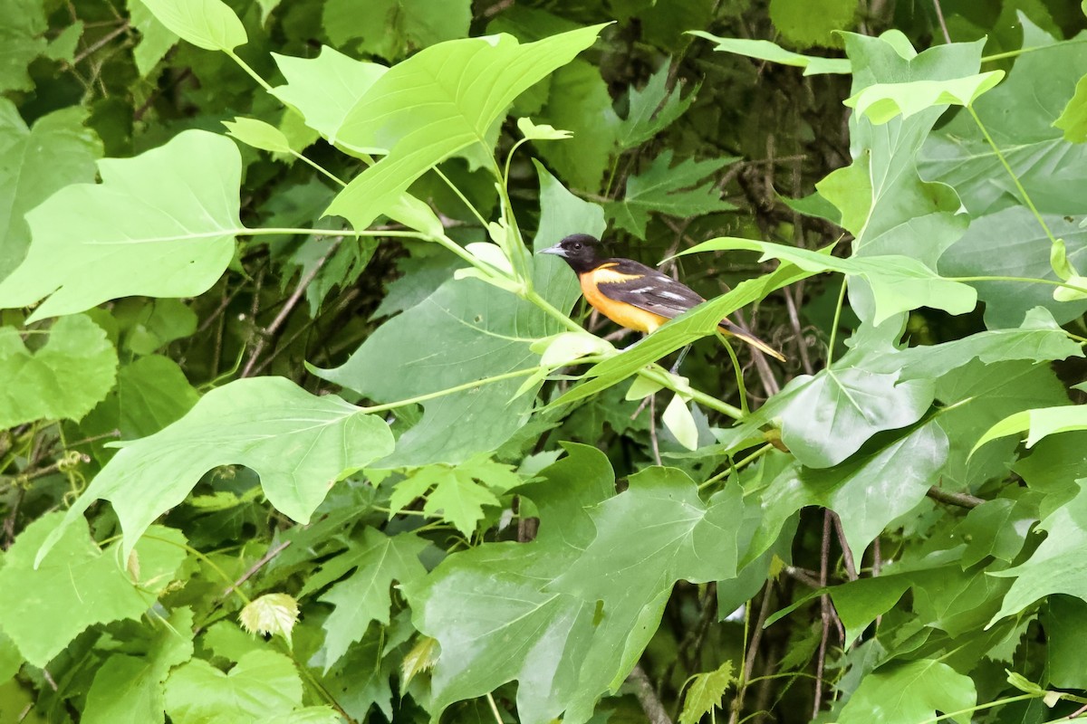 Baltimore Oriole - ML619857220