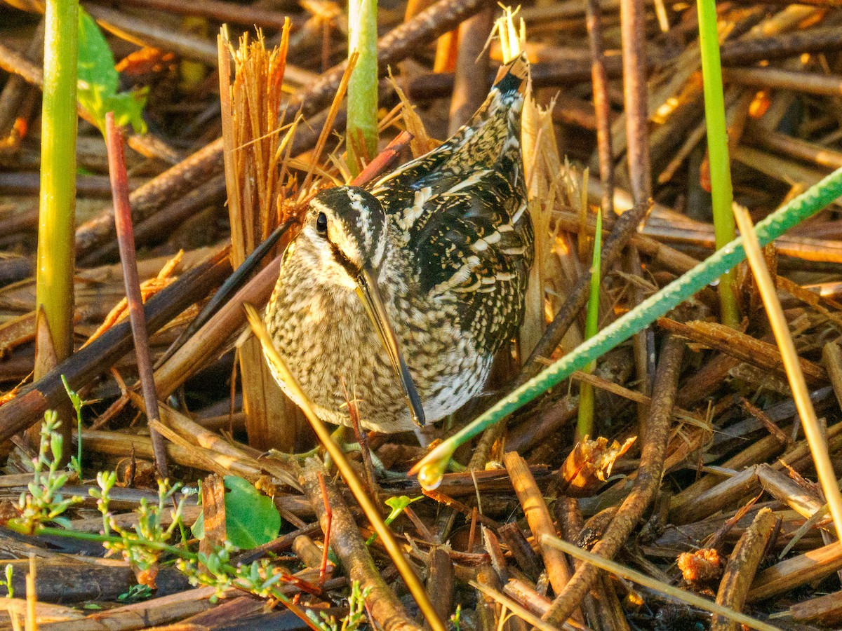 Wilson's Snipe - ML619857233