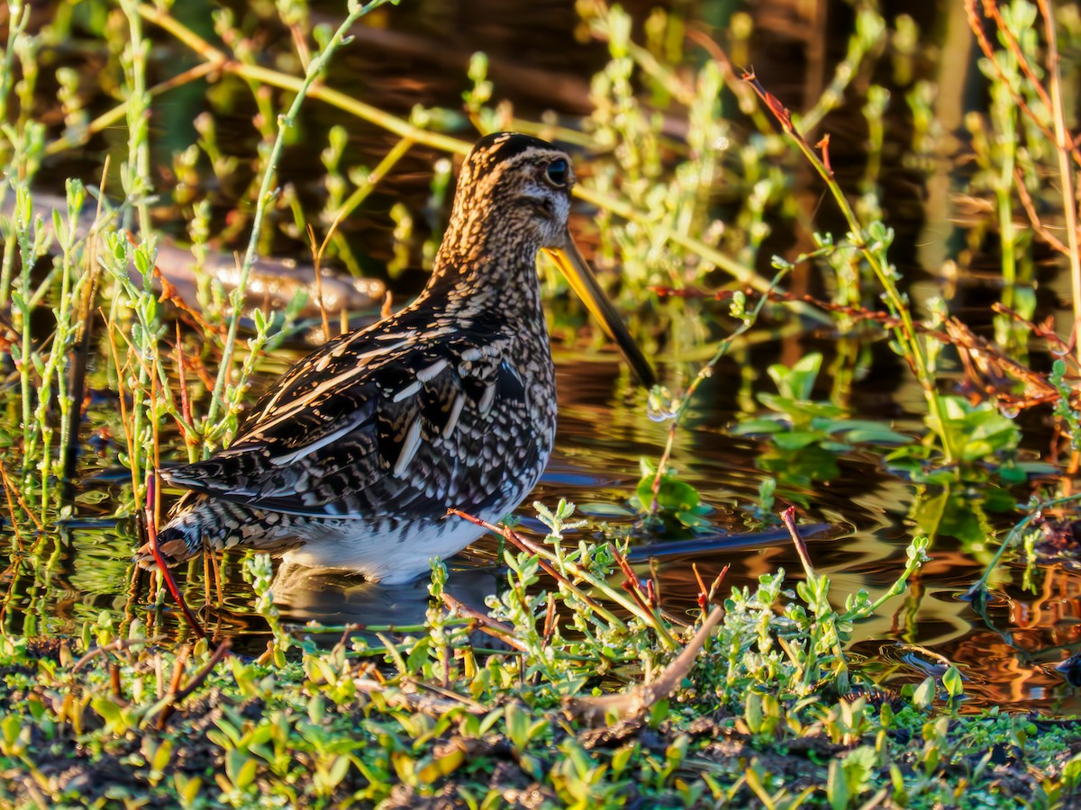 Wilson's Snipe - ML619857235