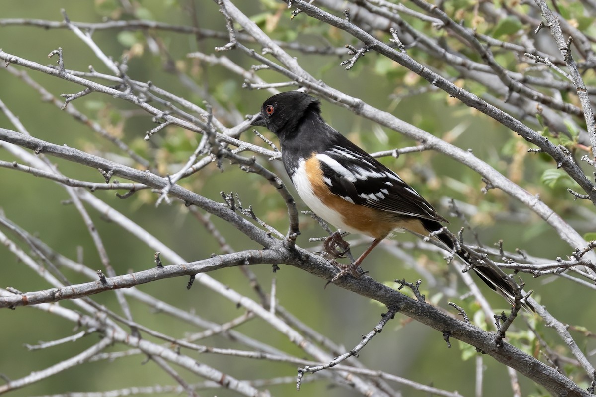 Spotted Towhee - ML619857241
