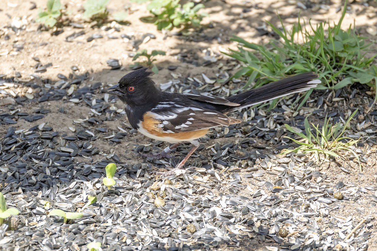 Spotted Towhee - ML619857242