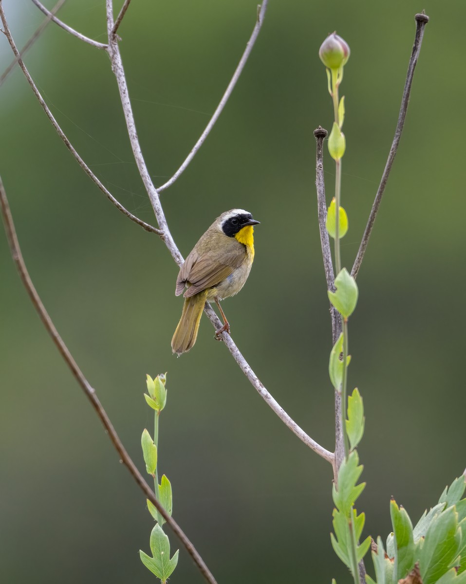 Common Yellowthroat - ML619857243