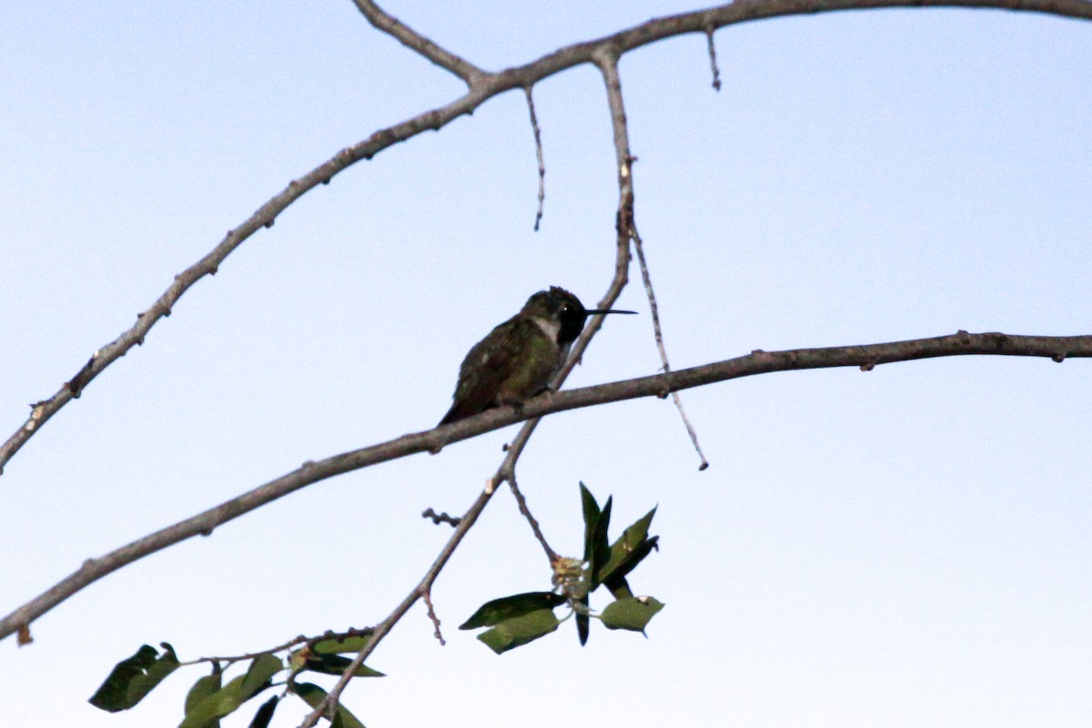 Costa's Hummingbird - ML619857245