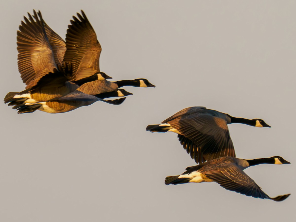 Greater White-fronted Goose - ML619857249