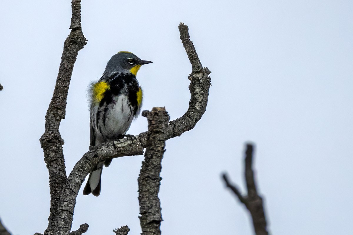 Yellow-rumped Warbler (Audubon's) - ML619857252