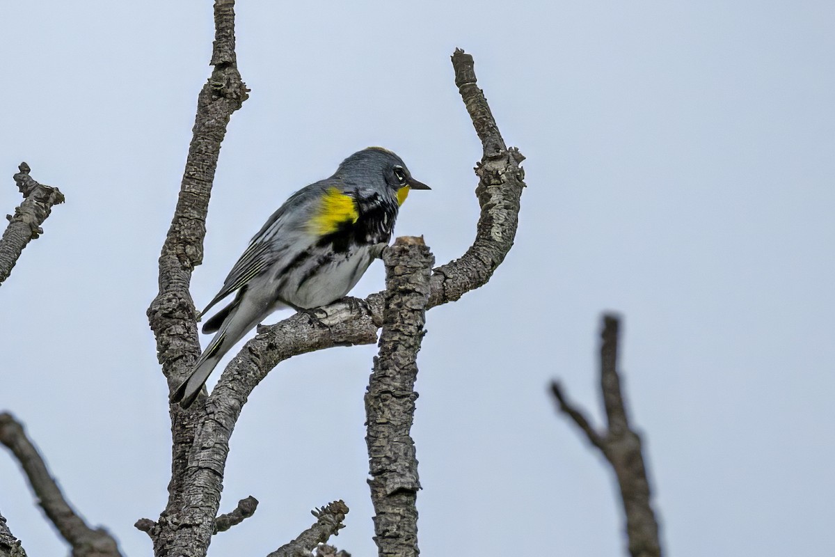 Yellow-rumped Warbler (Audubon's) - ML619857253