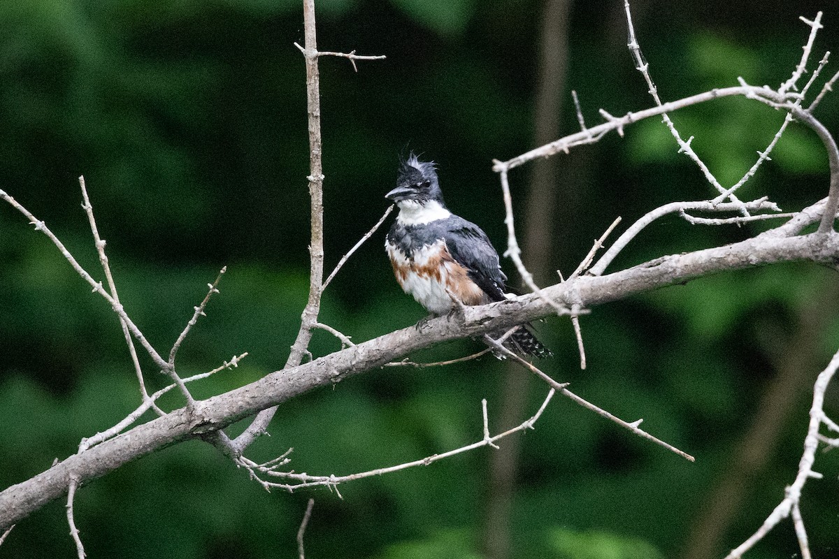 Belted Kingfisher - ML619857279