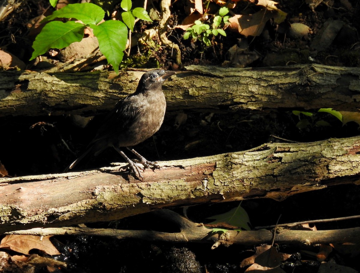 Common Grackle - ML619857291