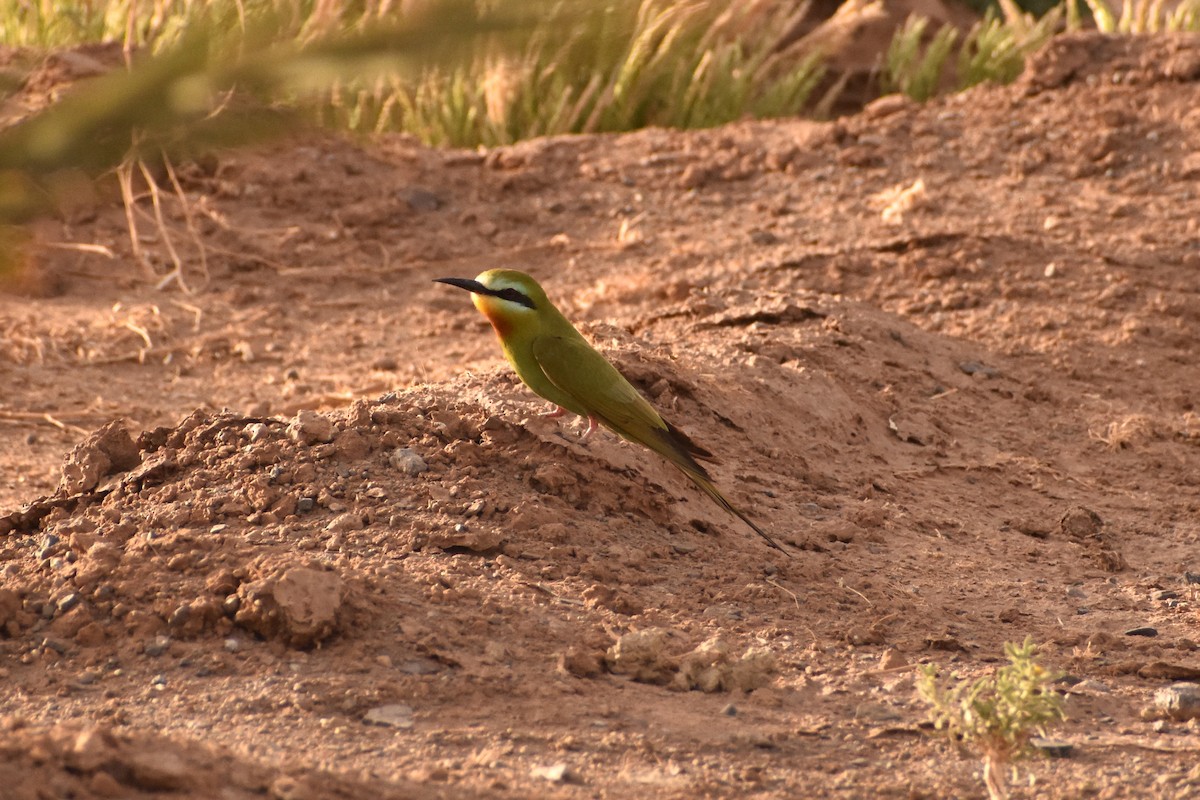 Blue-cheeked Bee-eater - ML619857292