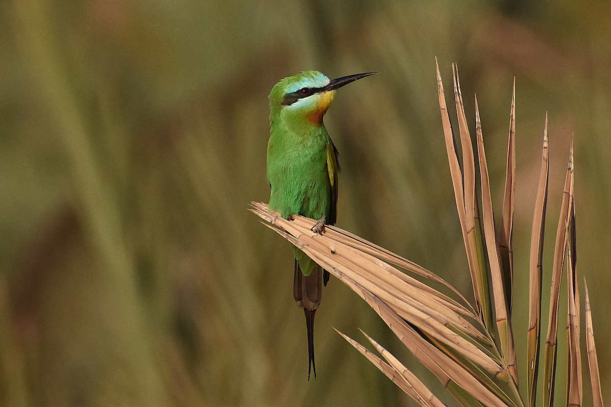 Blue-cheeked Bee-eater - ML619857305