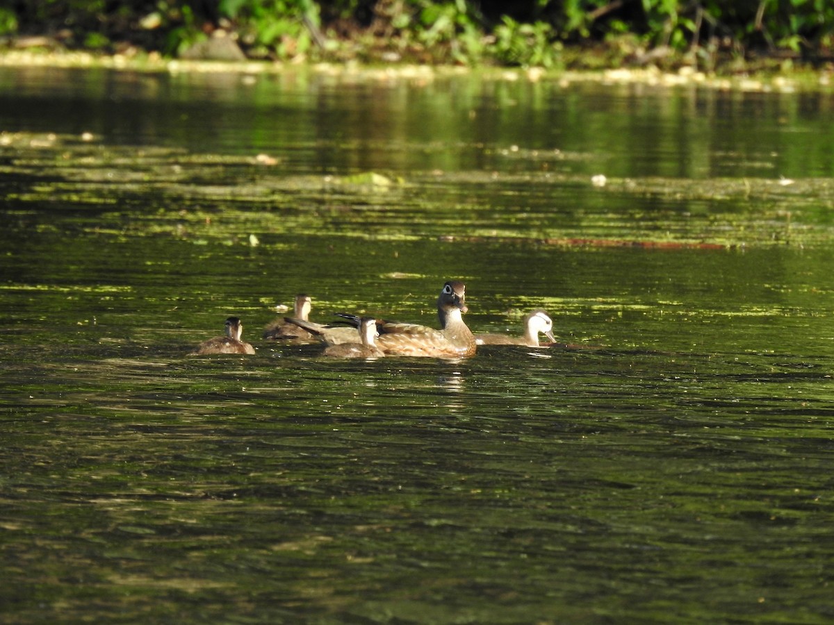 Wood Duck - ML619857310