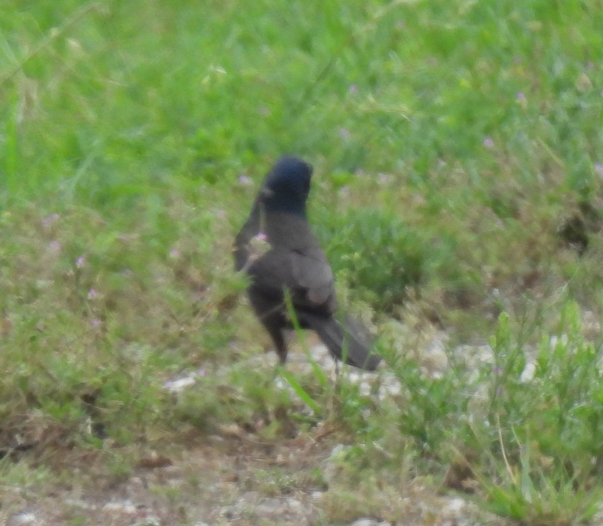 Common Grackle - ML619857311