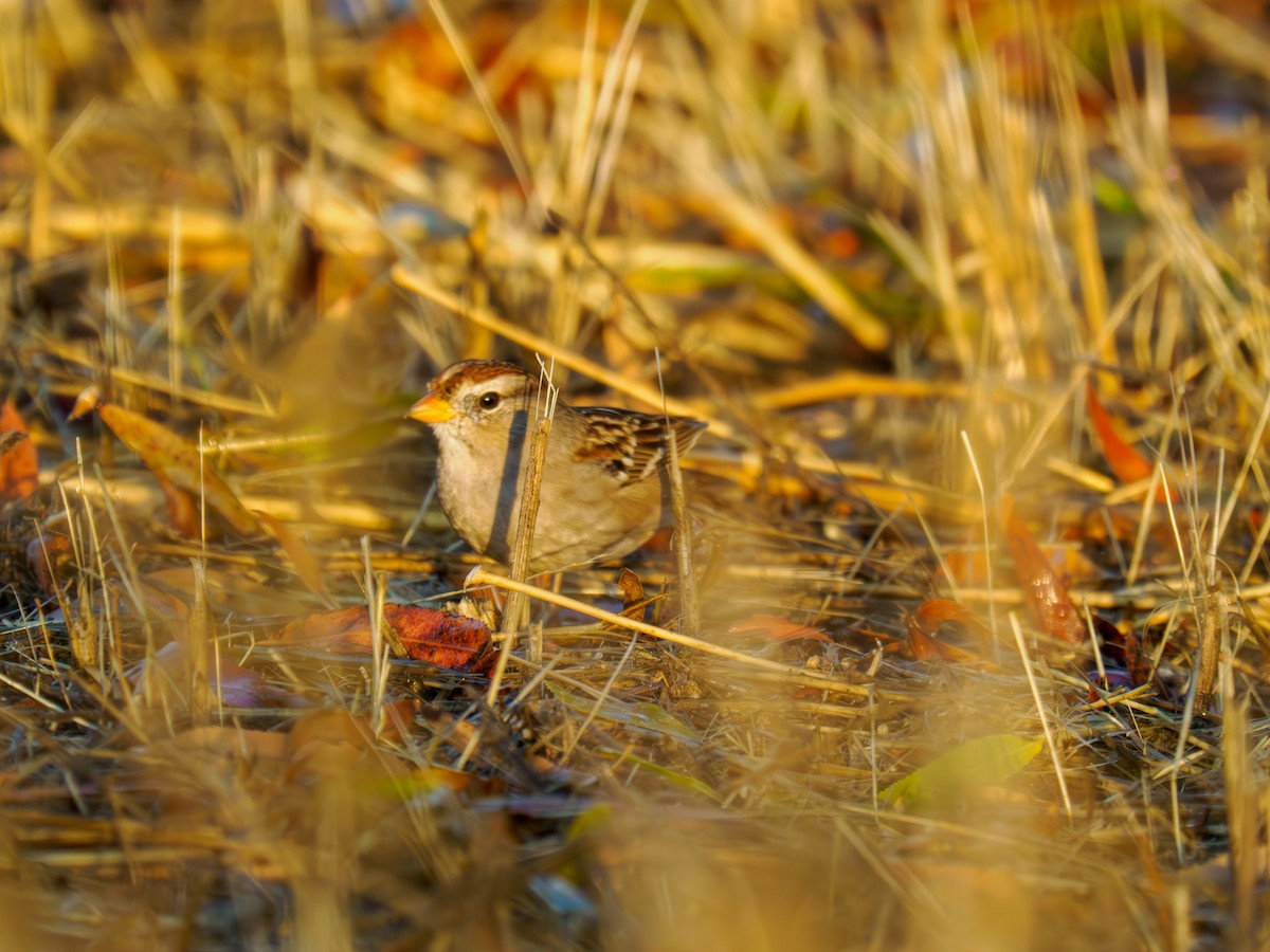 Chipping Sparrow - ML619857314