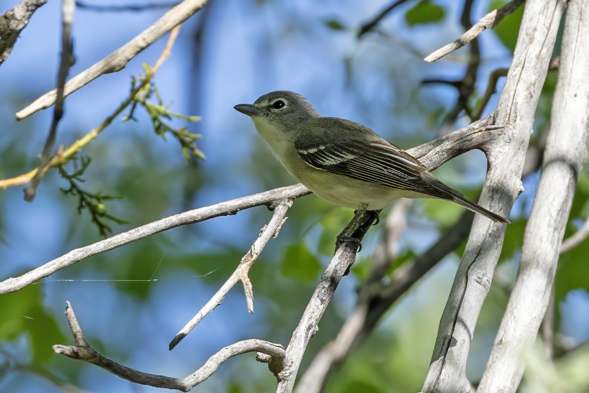 Plumbeous Vireo - ML619857317