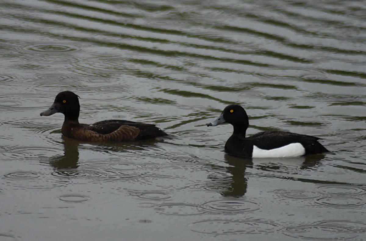 Tufted Duck - ML619857322