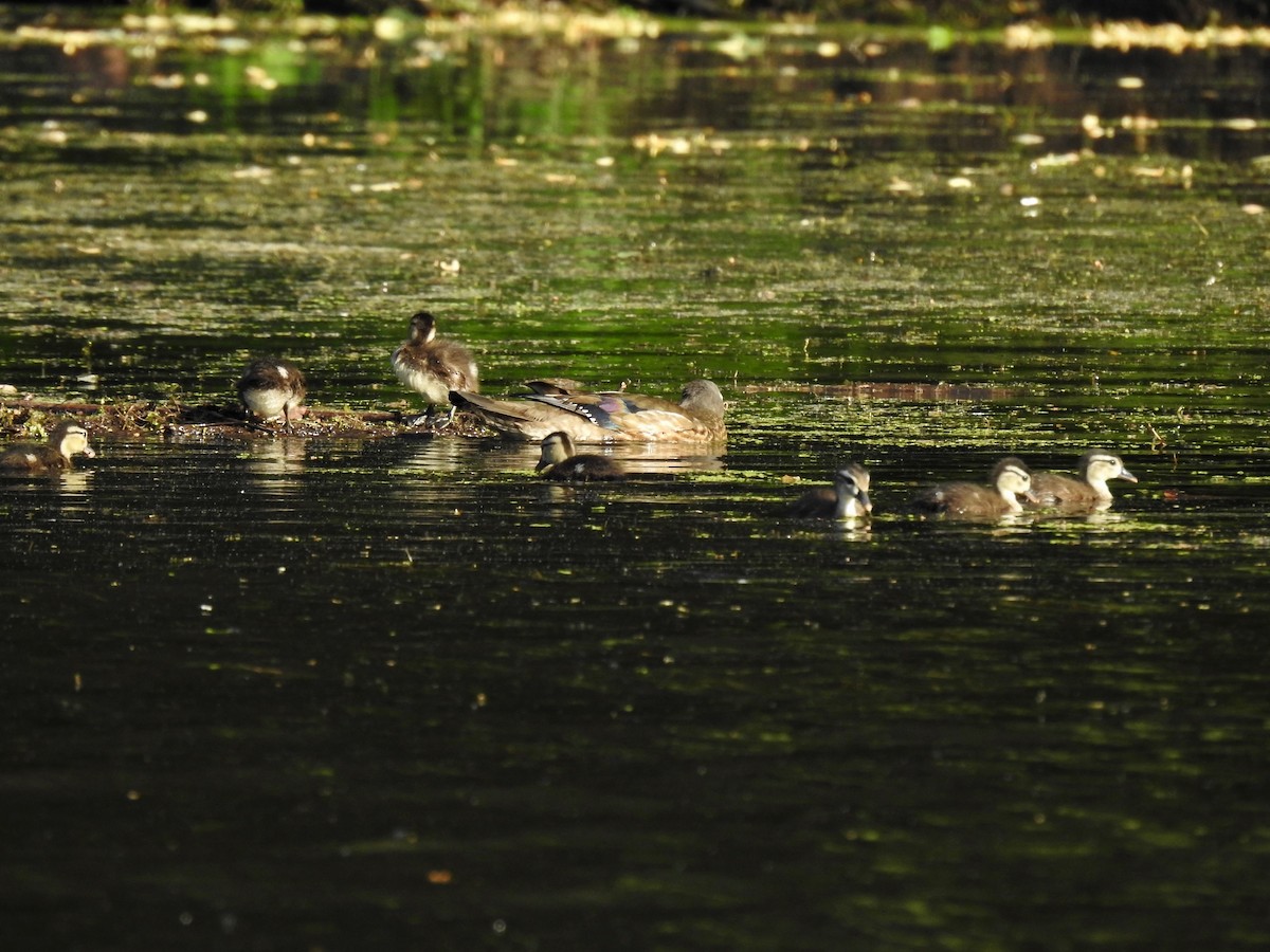 Wood Duck - ML619857323