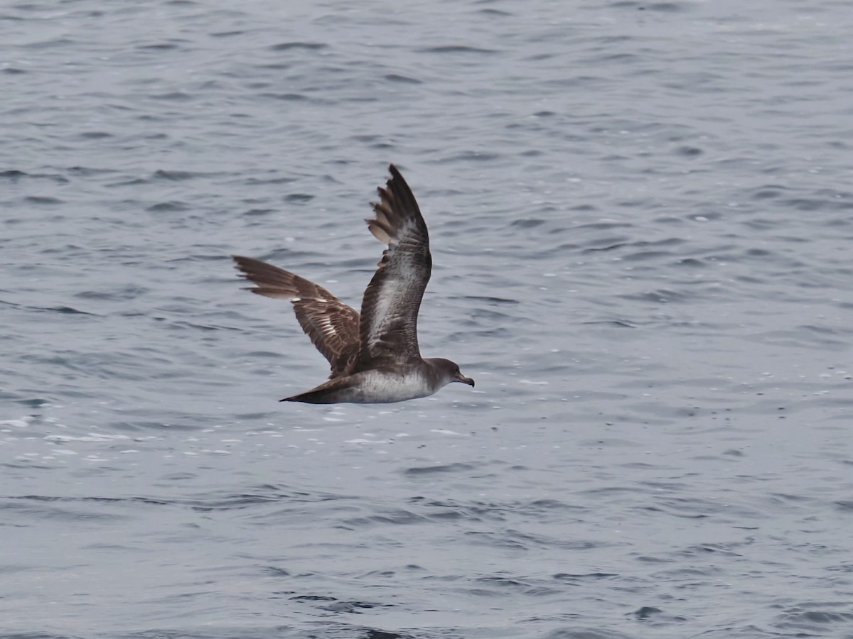 Pink-footed Shearwater - ML619857331