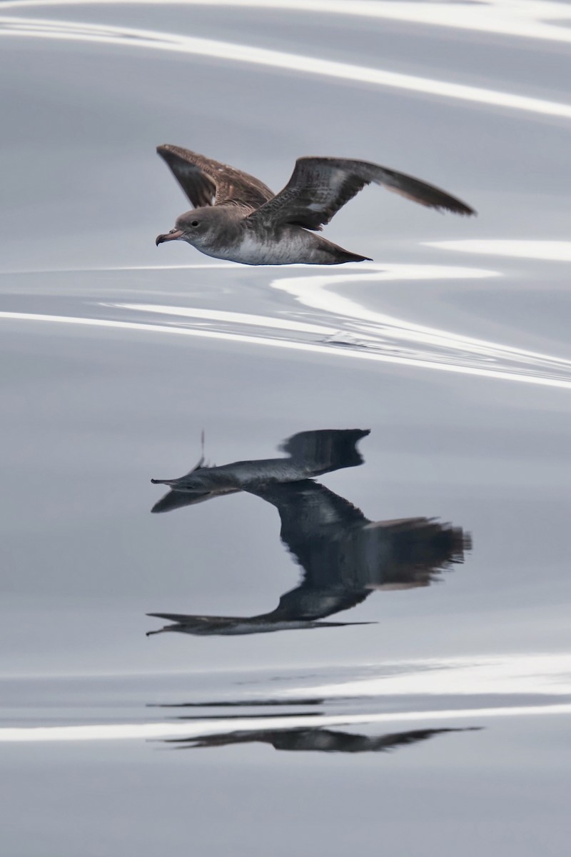 Pink-footed Shearwater - ML619857332