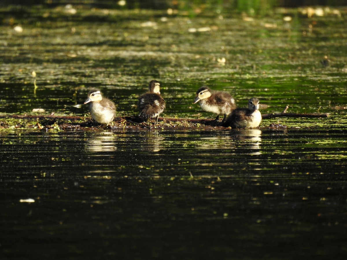 Wood Duck - ML619857335