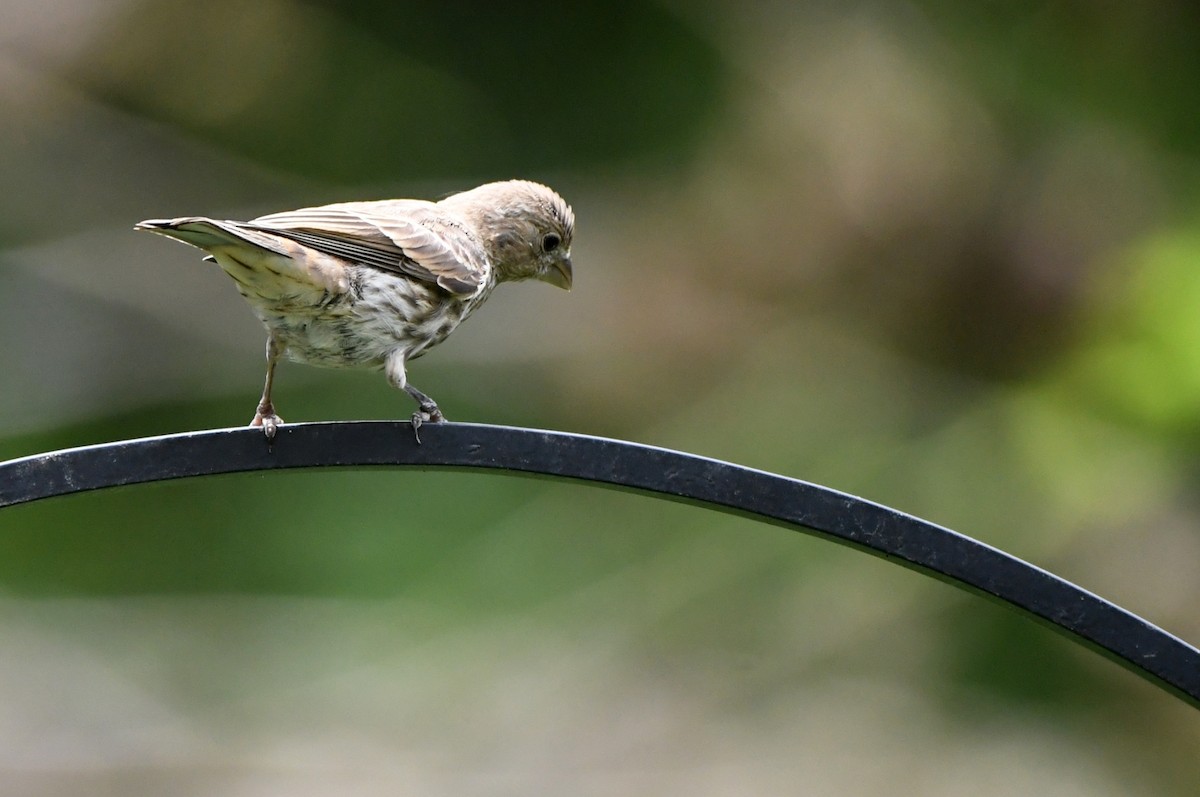 House Finch - ML619857337