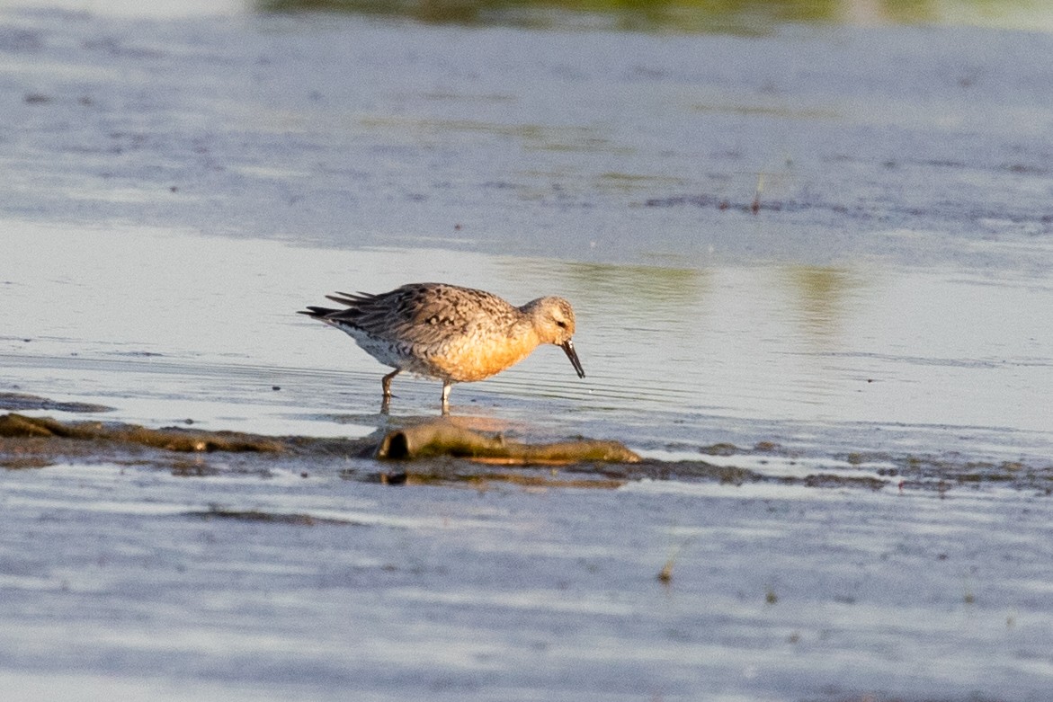 Red Knot - ML619857340