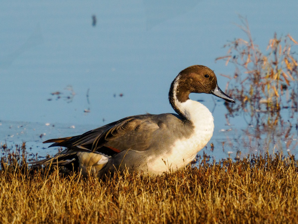 Northern Pintail - ML619857351