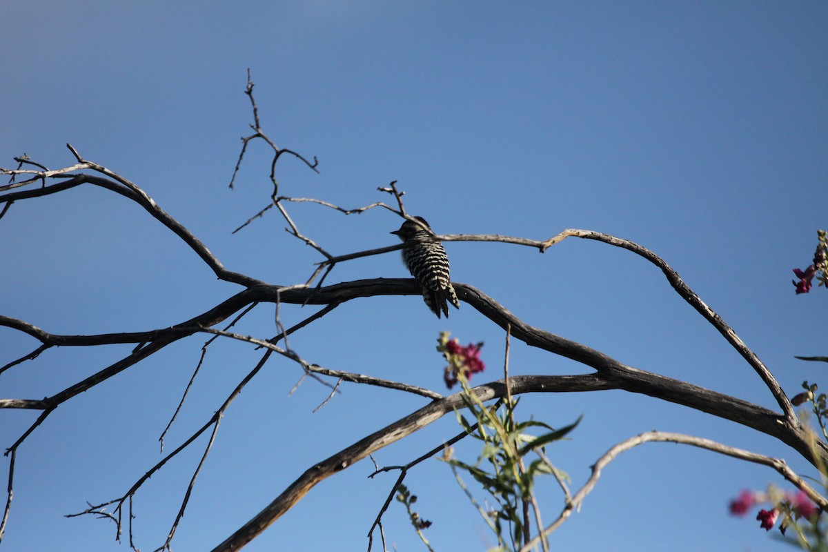 Ladder-backed Woodpecker - ML619857392