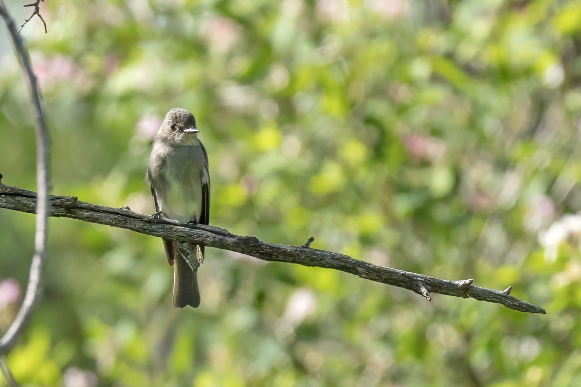 Western Wood-Pewee - Colleen Childers