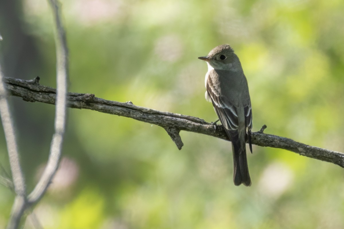 Western Wood-Pewee - ML619857401